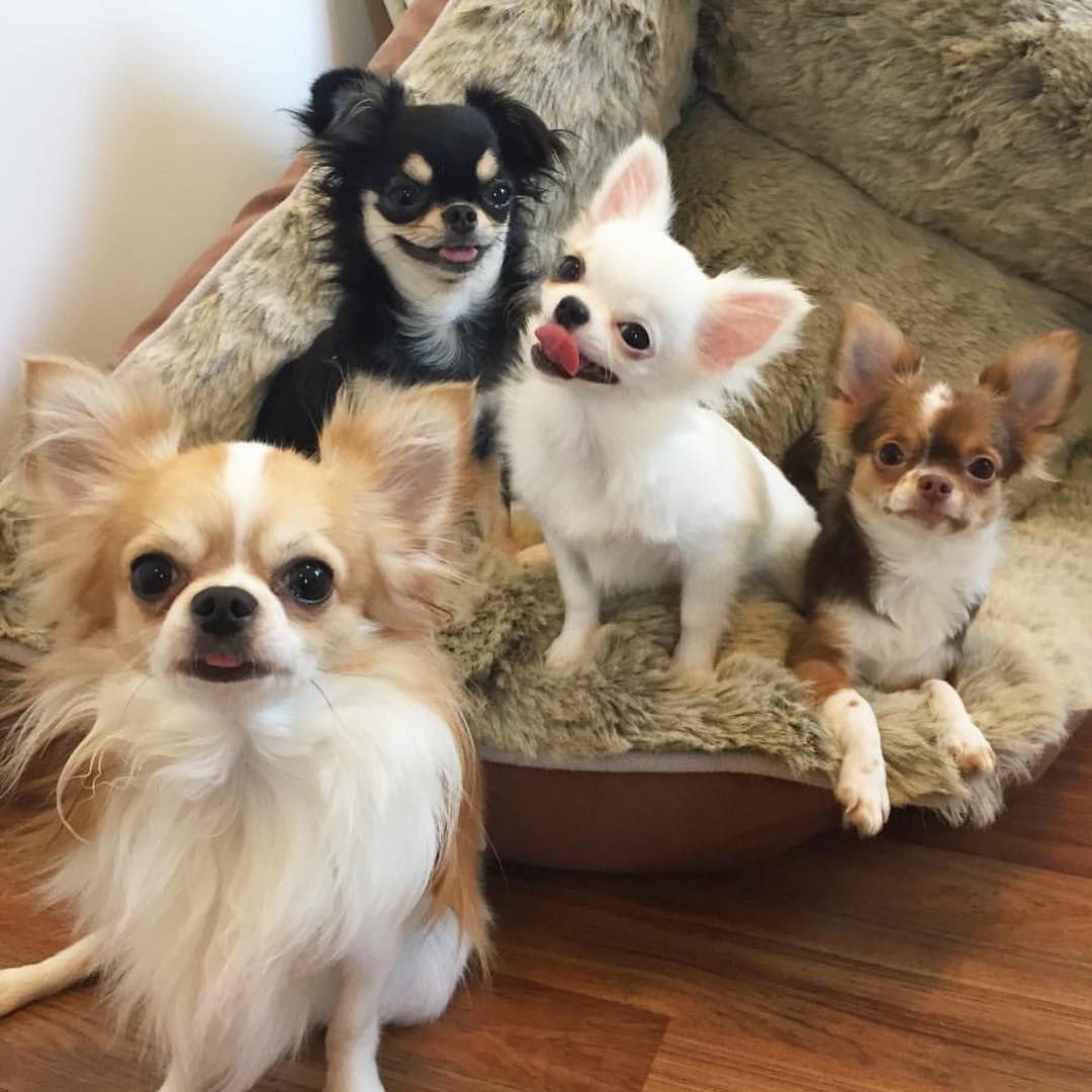 ทีคัพด็อก-ขายชิวาวา-ฟาร์มชิวาวา-ชิวาวาทีคัพ