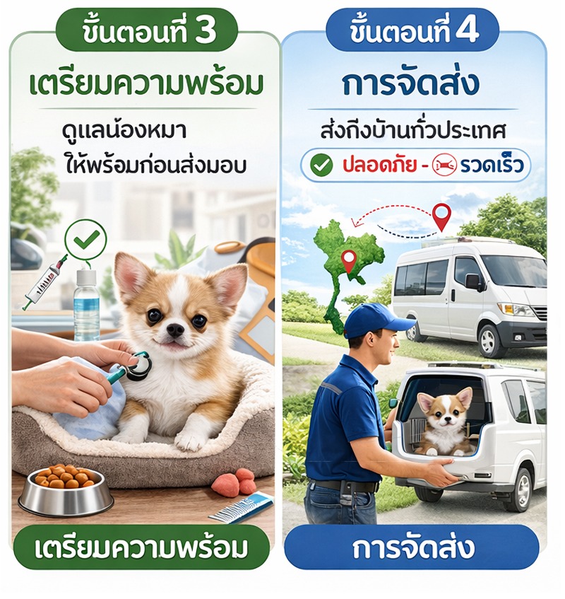 ชิวาว่า-ฟาร์มชิวาว่า-ทีคัพด็อก