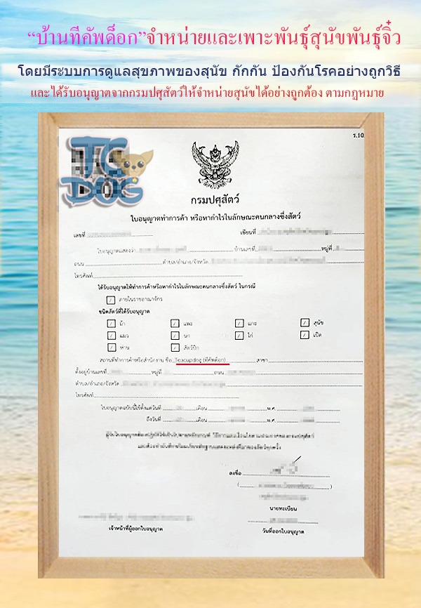 teacupdog-tcupchihuaua-chihuahua-thailand